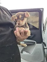 Winston, a male Chihuahua for sale in Dallas, TX – 2 of 10