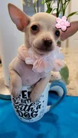 Lil lucy, a female Chihuahua for sale in Covina, CA – 7 of 8