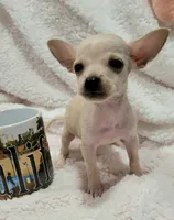 TEACUP MAX, a male Chihuahua for sale in Los Angeles, CA – 3 of 4
