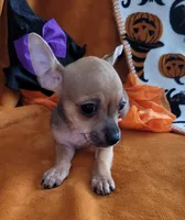 Jerry, a male Chihuahua for sale in Mesquite, TX – 4 of 5