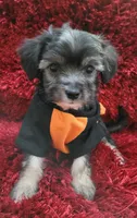 Benji, a male Maltipoo for sale in Fontana, CA – 3 of 4