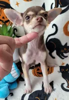 TEACUP SMITTY, a male Chihuahua for sale in Fontana, CA – 3 of 7