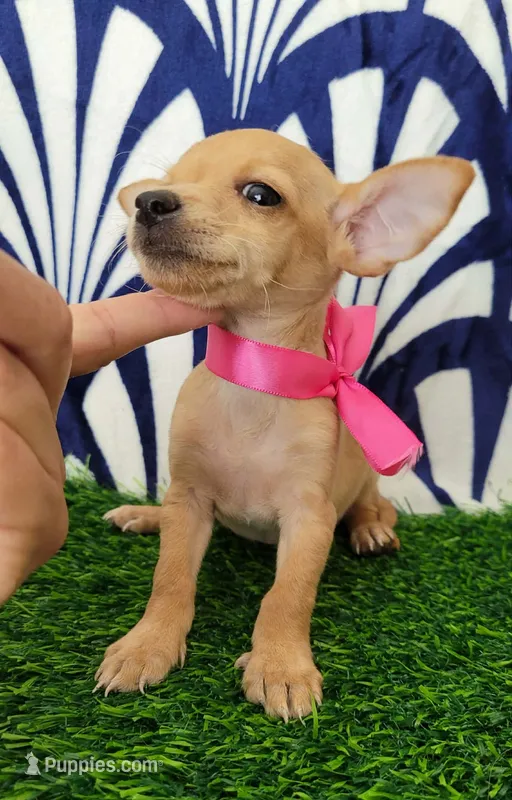 MITZI – Chihuahua puppy for sale in Bakersfield, CA