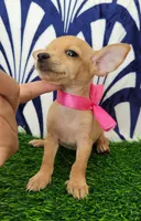 MITZI, a female Chihuahua for sale in Bakersfield, CA – 1 of 2