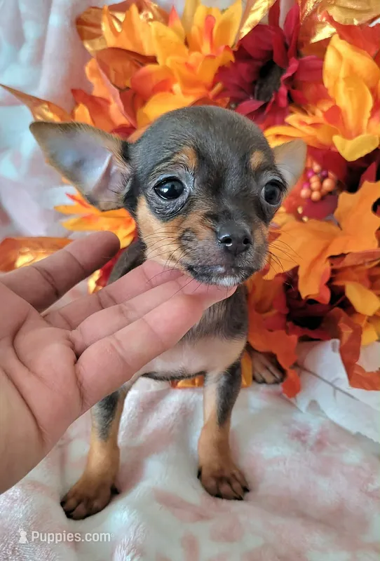 Lil TEACUP RED( DELIVERY AVAILABLE) – Chihuahua puppy for sale in Fontana, CA