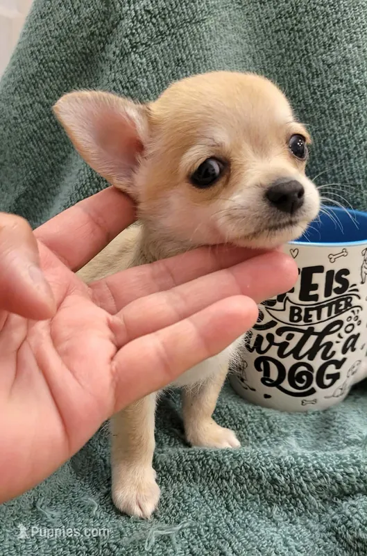 LONGCOAT TOY MUÑECO – Chihuahua puppy for sale in Garland, TX