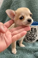 LONGCOAT TOY MUÑECO, a male Chihuahua for sale in Garland, TX – 1 of 3