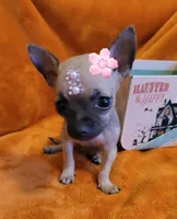 TEACUP DEBBY ( DELIVERY AVAILABLE), a female Chihuahua for sale in Fontana, CA – 3 of 4