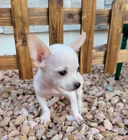 LIL JERRY , a male Chihuahua for sale in Bakersfield, CA – 4 of 10