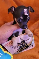 TEACU MOLLY, a female Chihuahua for sale in Fontana, CA – 3 of 4