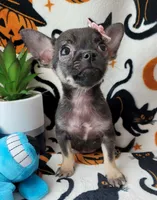 TEACUP LILI, a female Chihuahua for sale in Fontana, CA – 3 of 8