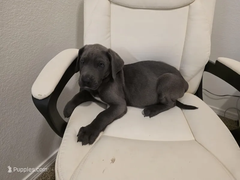 GREAT DANE BLUE – Great Dane puppy for sale in Dallas, TX