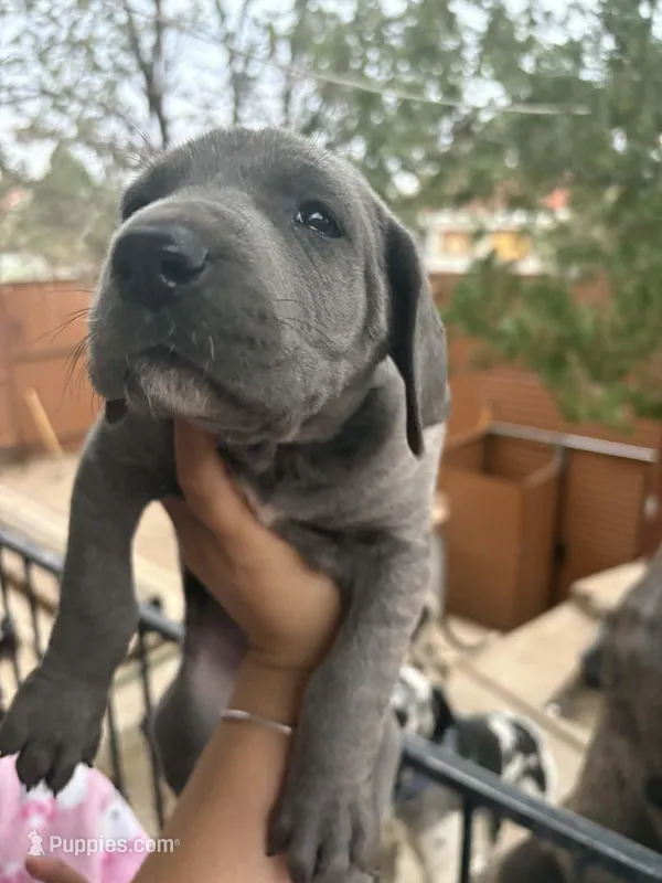 Great Dane BLUE – Great Dane puppy for sale in Dallas, TX