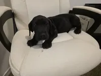 GREAT DANE BLACK , a male Great Dane for sale in Dallas, TX – Photo 2 of 6