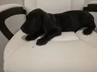 GREAT DANE BLACK , a male Great Dane for sale in Dallas, TX – Photo 3 of 6