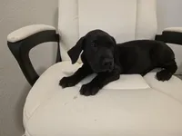 GREAT DANE BLACK , a male Great Dane for sale in Dallas, TX – Photo 6 of 6