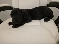 GREAT DANE BLACK , a male Great Dane for sale in Dallas, TX – Photo 4 of 6