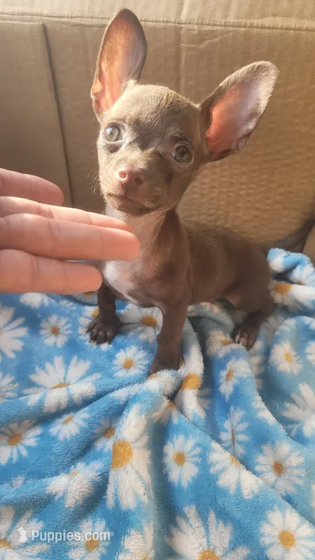 Jerry  – Chihuahua puppy for sale in Dallas, TX