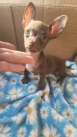 Jerry , a male Chihuahua for sale in Dallas, TX – 1 of 7