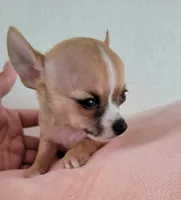 LIL TEACUP BANDIT, a male Chihuahua for sale in Garland, TX – 7 of 7