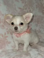 DAISY THE LONGHAIRED MINI, a female Chihuahua for sale in Dallas, TX – 5 of 6