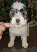 Max , a male Poodle - Toy  for sale in Moreno Valley, CA – 6 of 9