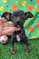 LIL SAMMY, a male Chihuahua for sale in Dallas, TX – 4 of 5