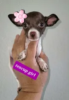 TINKER BELL  TEACUP , a female Chihuahua for sale in Fontana, CA – 3 of 3