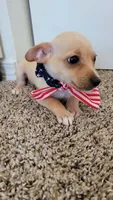 PACO, a male Chihuahua for sale in Dallas, TX – 3 of 4