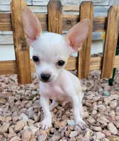 LIL JERRY , a male Chihuahua for sale in Bakersfield, CA – 7 of 10