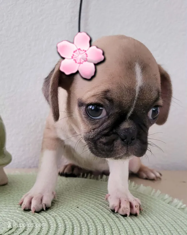 Molly – Pug puppy for sale in Dallas, TX