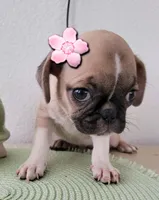 Molly, a female Pug for sale in Dallas, TX – 1 of 2