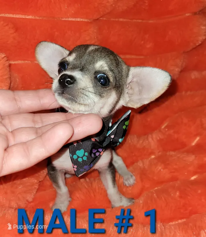 Jerry  – Chihuahua puppy for sale in Dallas, TX