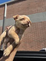 Benji, a male Chihuahua for sale in Dallas, TX – 2 of 3