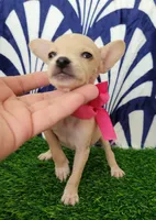 Margarita, a female Chihuahua for sale in Bakersfield, CA – 2 of 2
