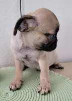 LIL OTIS, a male Pug for sale in Fontana, CA – 2 of 4