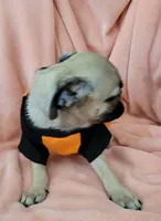 LIL OTIS, a male Pug for sale in Elizabeth, NJ – 4 of 6