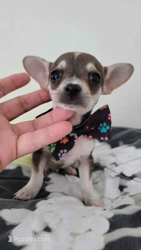 Tommy  – Chihuahua puppy for sale in Dallas, TX