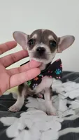 TEACUP JERRY, a male Chihuahua for sale in Dallas, TX – 1 of 8