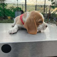 SASSY LEMON/WHITE BEAGLE, a female Beagle for sale in Fontana, CA – 2 of 3
