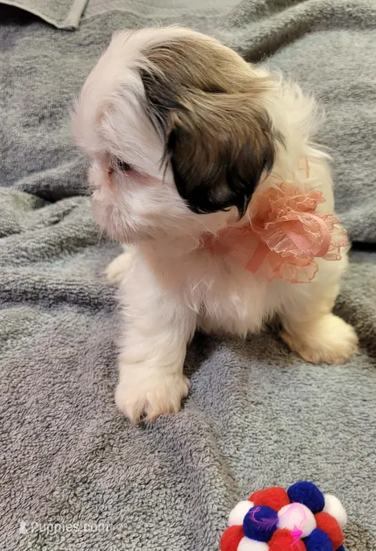 SHIH TZU FEMALE 1 – Shih Tzu puppy for sale in Dallas, TX