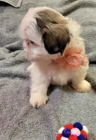 SHIH TZU FEMALE 1, a female Shih Tzu for sale in Dallas, TX – 1 of 4