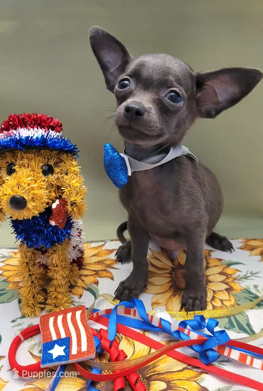 LIL BLUE – Chihuahua puppy for sale in Dallas, TX