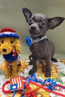 LIL BLUE, a male Chihuahua for sale in Dallas, TX – 1 of 4