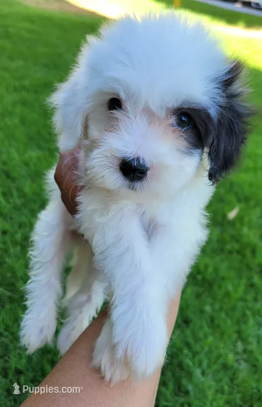 Max  – Maltipoo puppy for sale in Fontana, CA