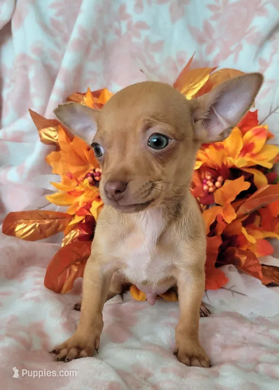 TEACUP BENJI  ( DELIVERY AVAILABLE) – Chihuahua puppy for sale in Fontana, CA