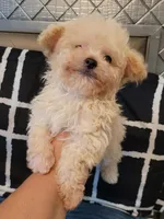 Lil JERRY, a male Maltipoo for sale in Moreno Valley, CA – 5 of 5