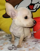 Lil TEACUP BELLA, a female Chihuahua for sale in Fontana, CA – 8 of 9
