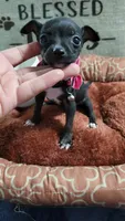 LIL TEACUP ZELDA , a female Chihuahua for sale in Santa Barbara, CA – 3 of 5