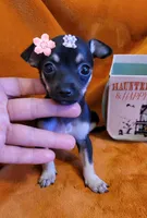 TEACU MOLLY, a female Chihuahua for sale in Fontana, CA – 2 of 4